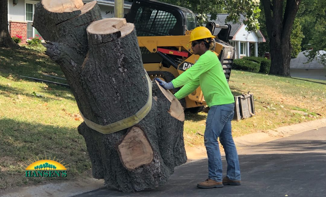 Tree Care
