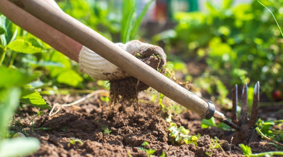 Garden Weeding